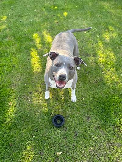 Amstaff neurologische Ausfälle-Beitrag-Bild
