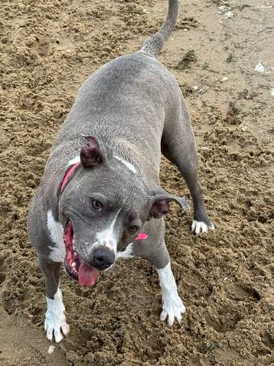 Amstaff neurologische Ausfälle-Beitrag-Bild