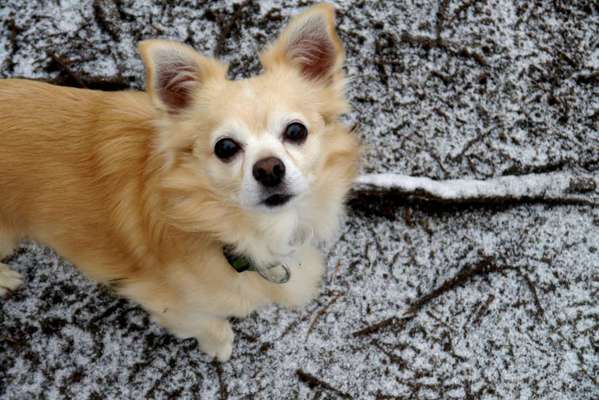 Hunde sind die beste Medizin-Beitrag-Bild