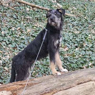 Hundetreffen-Spiel und Gassi Freunde 🐶-Bild