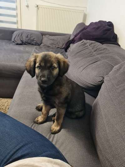 Dogorama Photo Challenge - Hundeblick zum hinschmelzen-Beitrag-Bild