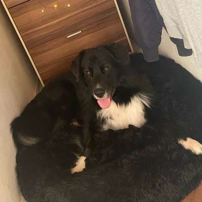 Hundetreffen-Hundetreffen in Bad Pyrmont-Bild