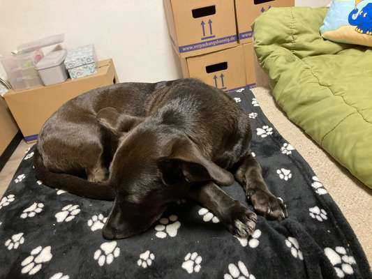 Mischlingshunde Foto Aufruf-Beitrag-Bild