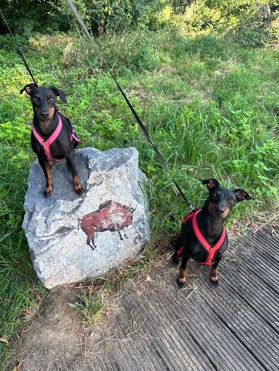 Gibt es noch mehr Manchester Terrier hier?-Beitrag-Bild