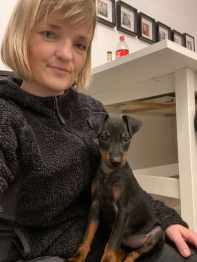 Hundetreffen-Welpen-Spielen-Bild