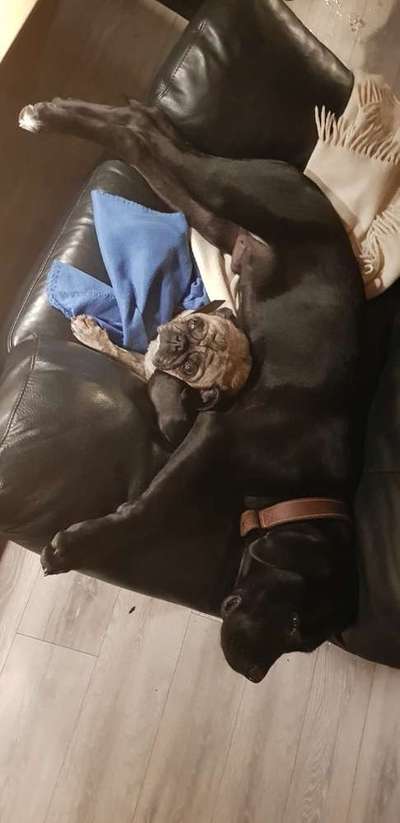 Bester Freund, Hundekumpel - zeigt her!-Beitrag-Bild