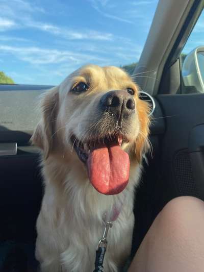 Wo sind die Golden Retriever Liebhaber?-Beitrag-Bild