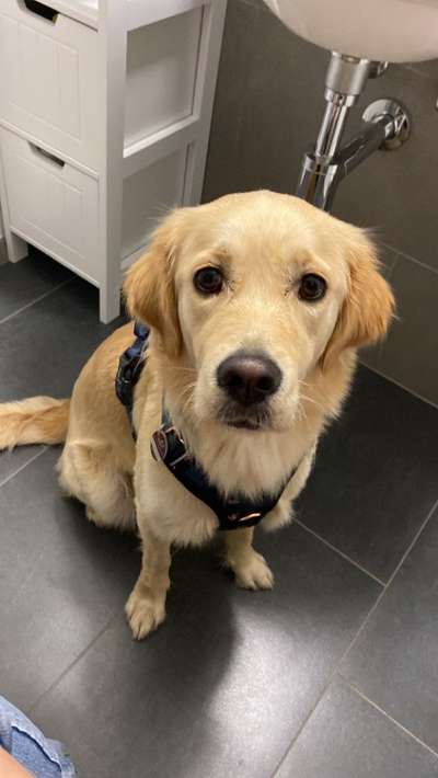 Wo sind die Golden Retriever Liebhaber?-Beitrag-Bild