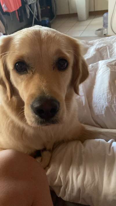 Wo sind die Golden Retriever Liebhaber?-Beitrag-Bild