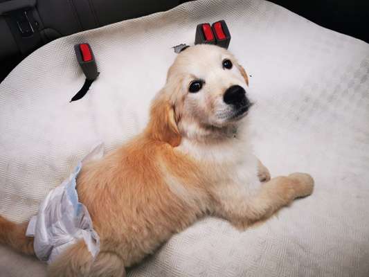 Welpen Bilder !-Beitrag-Bild