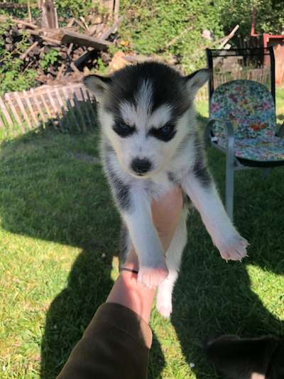 Welpen Bilder !-Beitrag-Bild