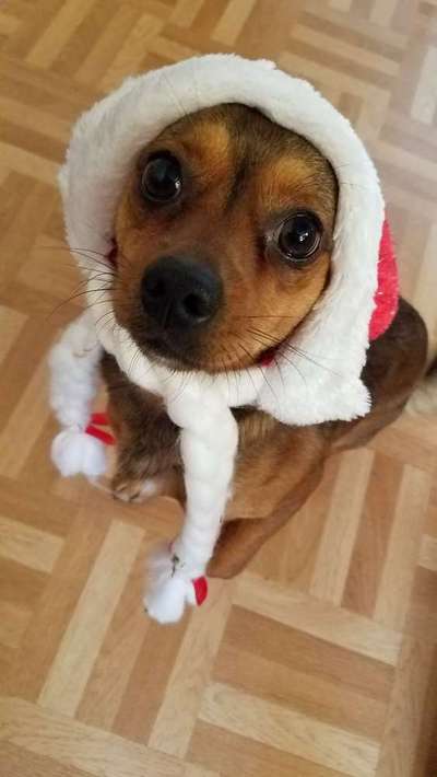 Dein Hund im Dogorama-Kalender 2021-Beitrag-Bild