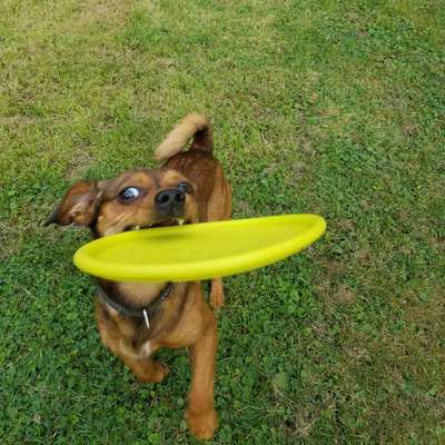 Dein Hund im Dogorama-Kalender 2021-Beitrag-Bild