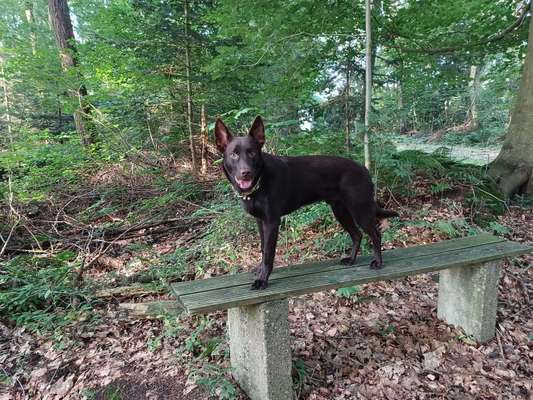 Australian Cattle Dog-Beitrag-Bild