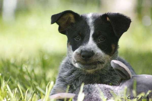 Australian Cattle Dog-Beitrag-Bild