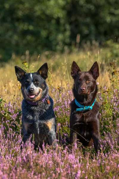 Australian Cattle Dog-Beitrag-Bild