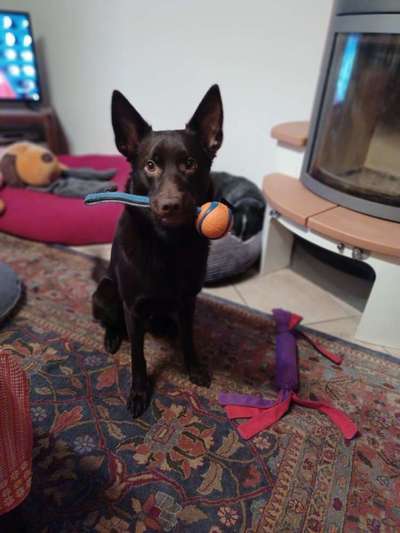 Australian Kelpie-Beitrag-Bild