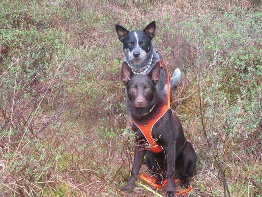 Seltene Rassen!-Beitrag-Bild