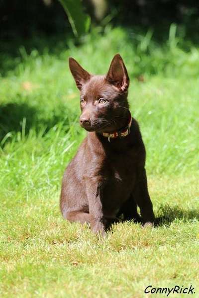 Australian Kelpie-Beitrag-Bild
