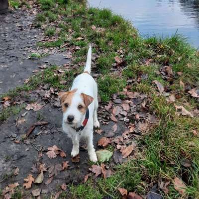 Hundetreffen-Torfmoorsee-Profilbild