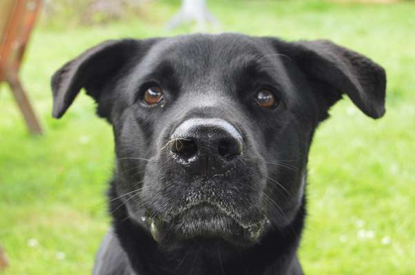 Hundetreffen-Gassi gehen mit Ortserkundung-Bild