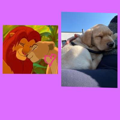 Wie heißt dein Hund?-Beitrag-Bild