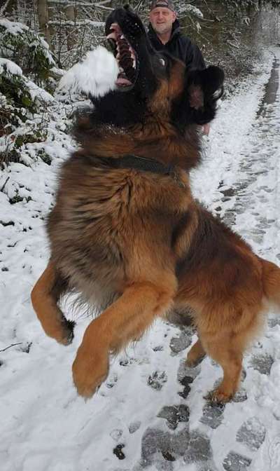 Die Dogorama Kalender Challenge Teil 2/4-Beitrag-Bild