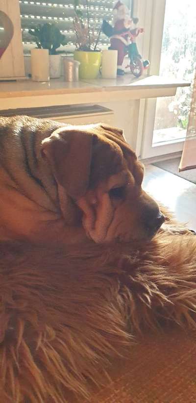 Shar Pei Mischlinge-Beitrag-Bild