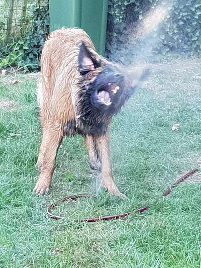 Dogorama-Monats-Challenge-Mai "Wasser"-Beitrag-Bild