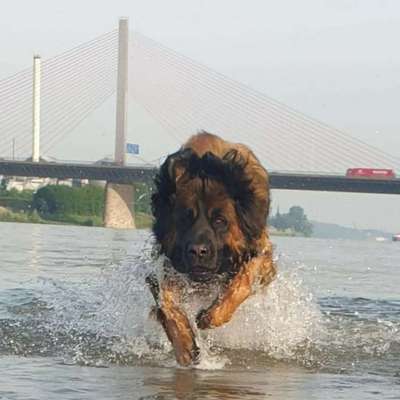 Die Dogorama Kalender Challenge 4/4-Beitrag-Bild