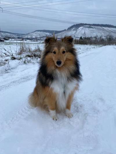 Dogorama Photo Challenge - Winterstimmung-Beitrag-Bild