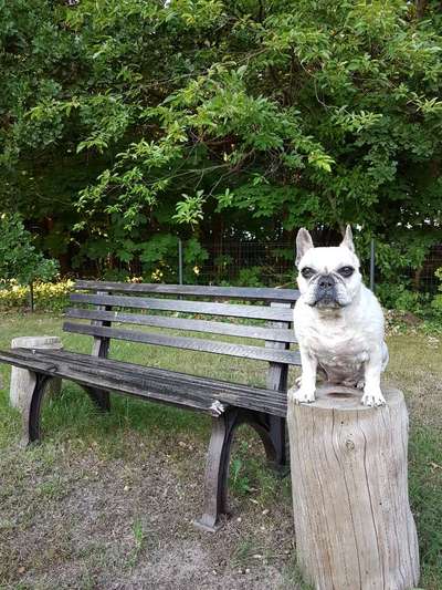 Zeigt her eure Frenchi-Beitrag-Bild