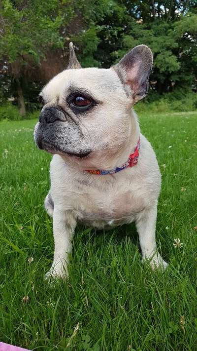 Zeigt her eure Frenchi-Beitrag-Bild