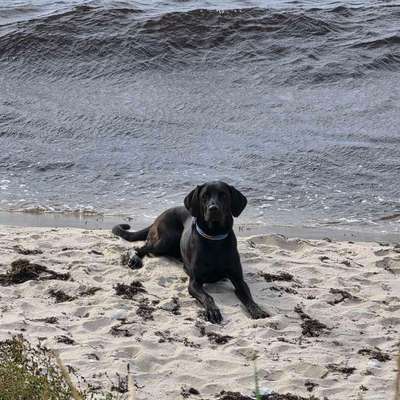 Hundetreffen-Jogging- & Canicross-Partner im Raum Greifswald gesucht-Bild