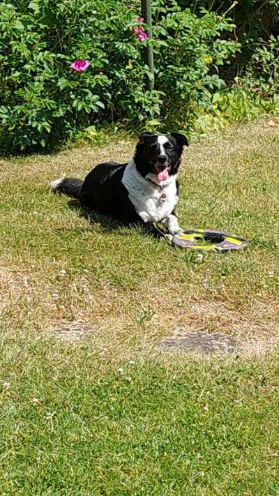 Tierschutzhund ist meine Lieblingsrasse-Beitrag-Bild