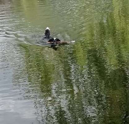 Hundeschwimmen-Beitrag-Bild