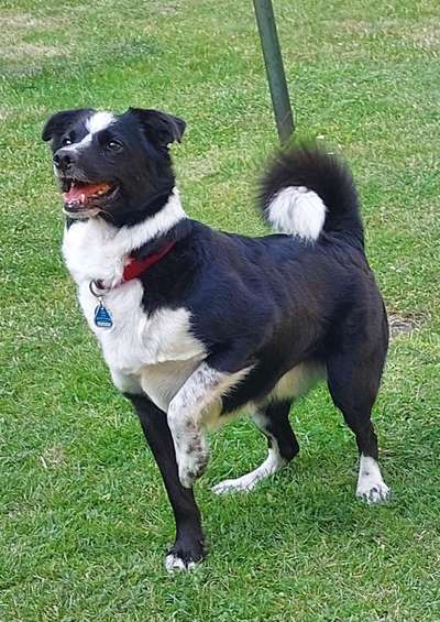 Gibt's hier noch mehr Border Collies???-Beitrag-Bild