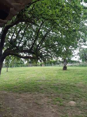 Hundeauslaufgebiet-Bitzengarten-Bild