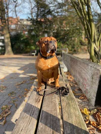 Fotochallenge sabbernder Hund-Beitrag-Bild