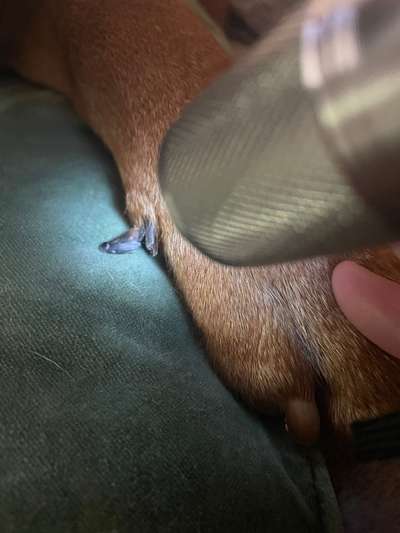 Leben der Kralle steht ab?-Beitrag-Bild