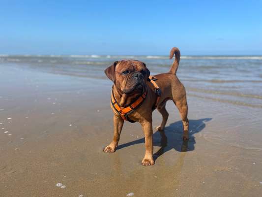 Wie sitzt mein Geschirr?-Beitrag-Bild