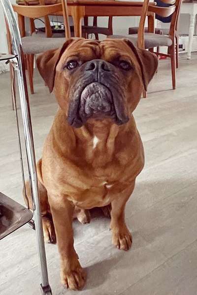 Foto-Challenge: Der schmollende Hund-Beitrag-Bild