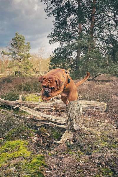 61. Handyfotochallenge - der springende Hund-Beitrag-Bild