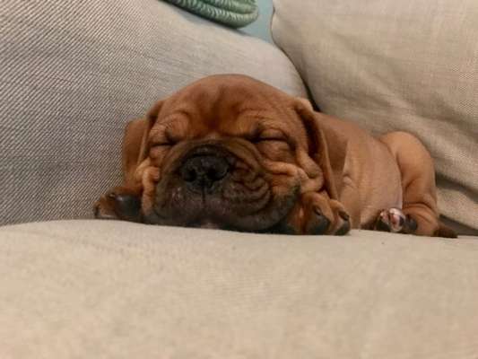 Wie seid ihr zu eurem Welpen gekommen?-Beitrag-Bild