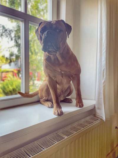 Foto-Challenge: Der unschuldige Hund:"Ich war's nicht!"-Beitrag-Bild