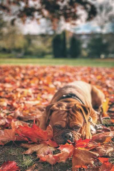 26. Farben Fotochallenge "Herbstfarben"-Beitrag-Bild