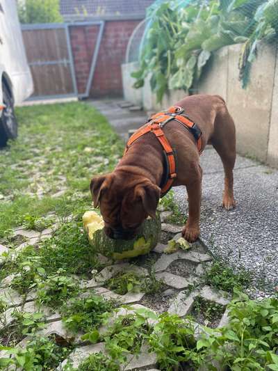 Wie sitzt mein Geschirr?-Beitrag-Bild