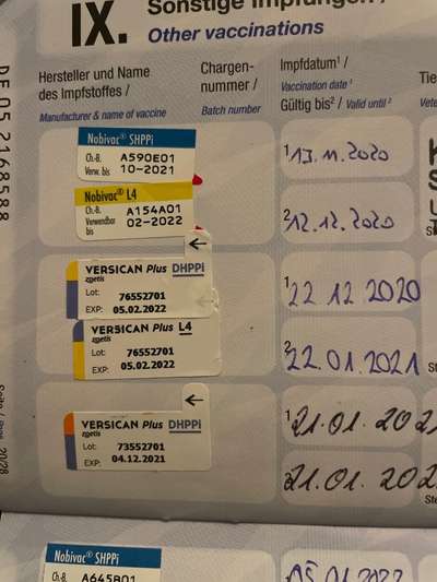 Welpenimpfung Tierarzt will 3x Impfen-Beitrag-Bild