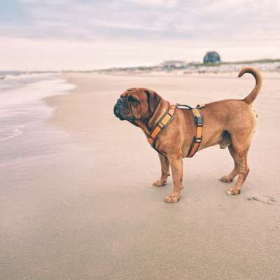 Wie sitzt mein Geschirr?-Beitrag-Bild