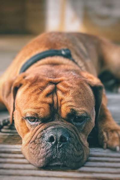 150. Foto Challaenge:  Die Augen, der Spiegel der Seele-Beitrag-Bild